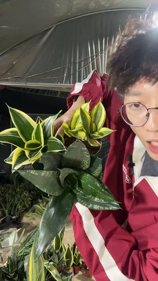 哈尼+金荷花+矮脚星空裸根组合11.8