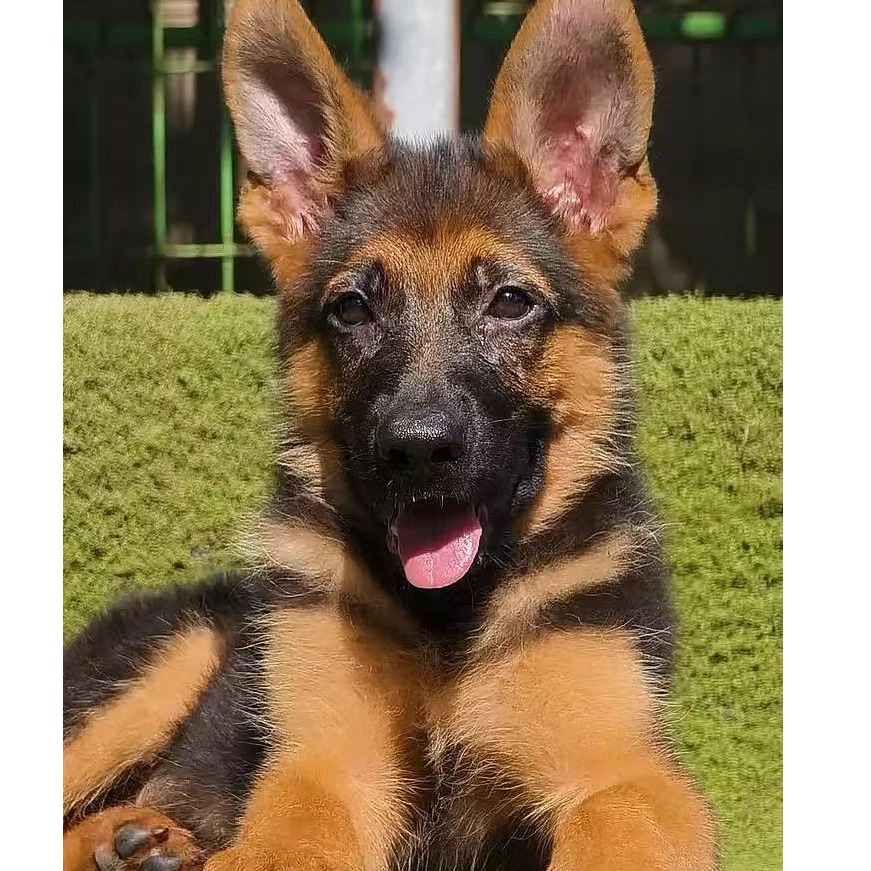 （麟嘉犬业)T大圣狗狗活体