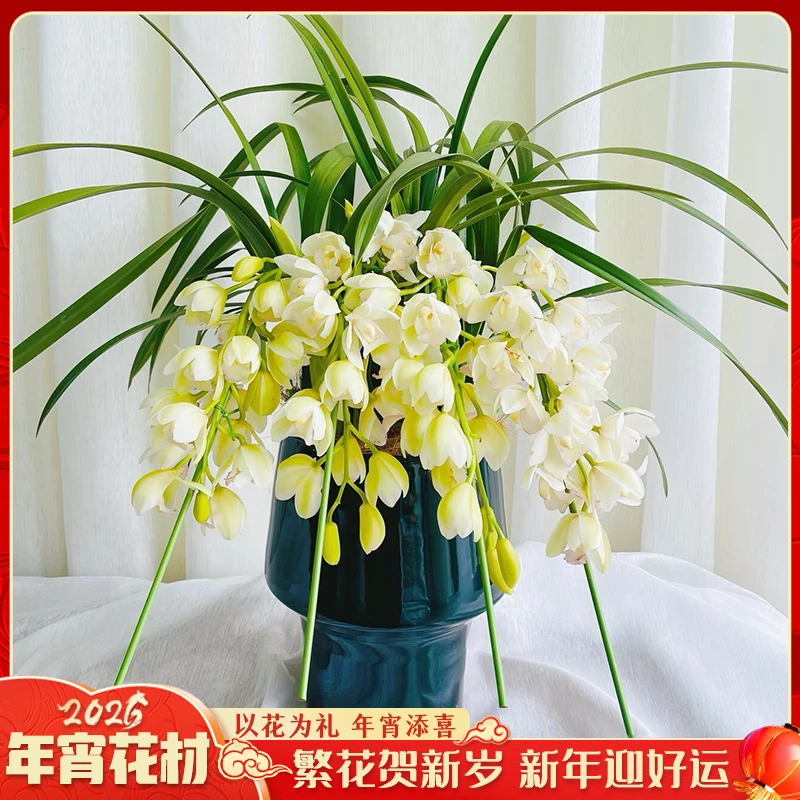 【云舍花卉】5剑【白色恋人】拱兰大花蕙兰盆栽【带原盆】1件包邮不凑单