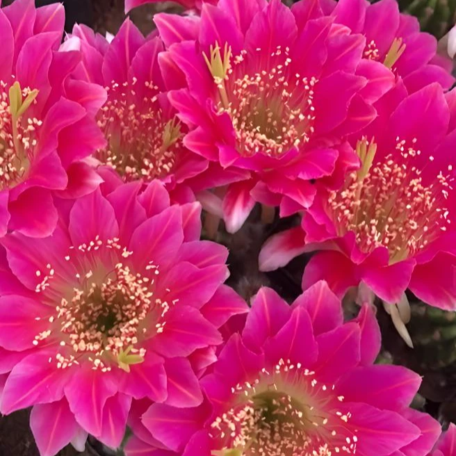 二妹园艺（阿尔特娜 自根）好花色仙人球满18包邮随机