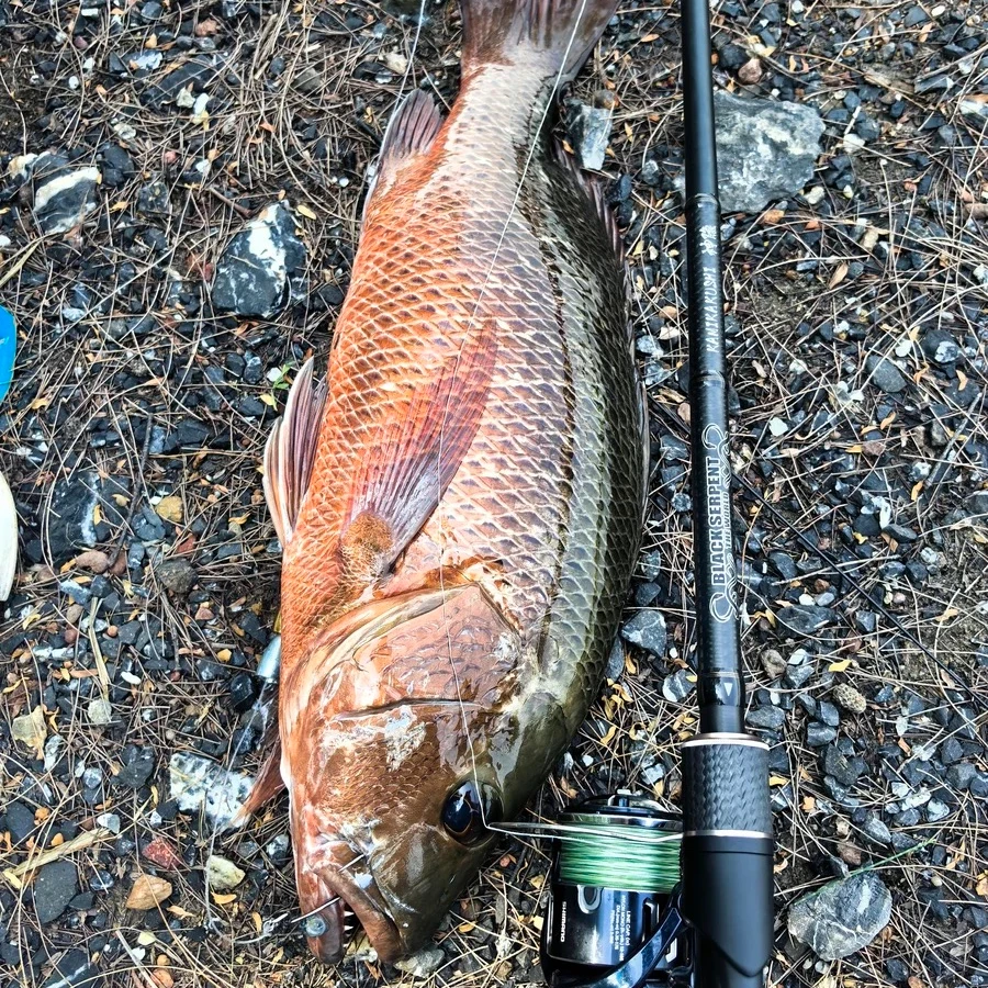 醉狂神隐S73H-路亚竿五节便捷竿远投岸投近海泳饵海鲈直柄铁板