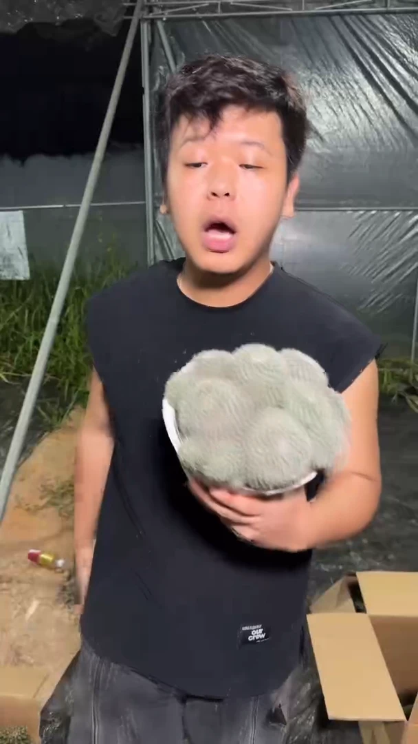 大群生 玉翁 带根