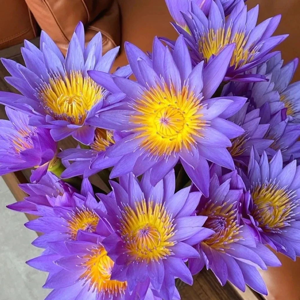 【睡莲鲜花】紫色睡莲水中睡美人温柔静谧鲜切花1单顺丰包邮