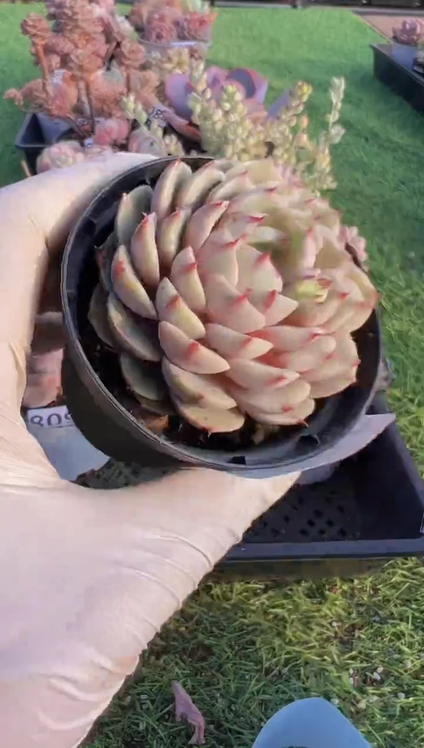 【闪购商品】信福多肉一物一拍