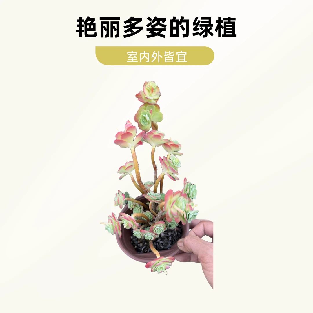 圆叶薄化妆  熊猫多肉  （满19.9包邮）脱土发