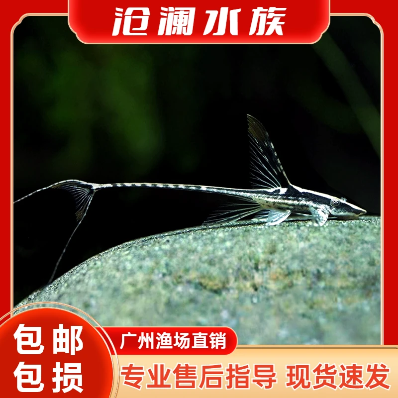 皇冠直升机小型热带淡水鱼异型鱼观赏工具鱼除藻异形清道夫鱼活体