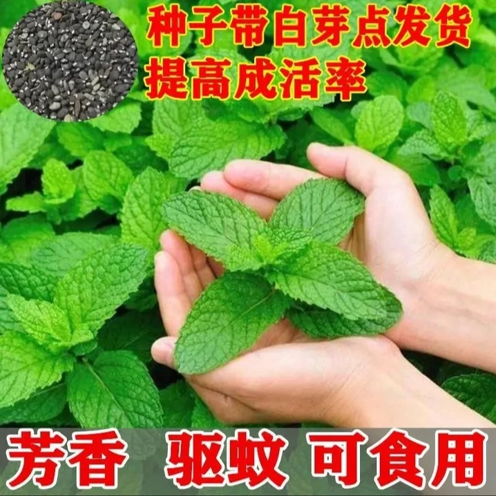 食用薄荷种子柠檬薄荷花草种子四季耐寒耐热阳台盆栽庭院植物种子