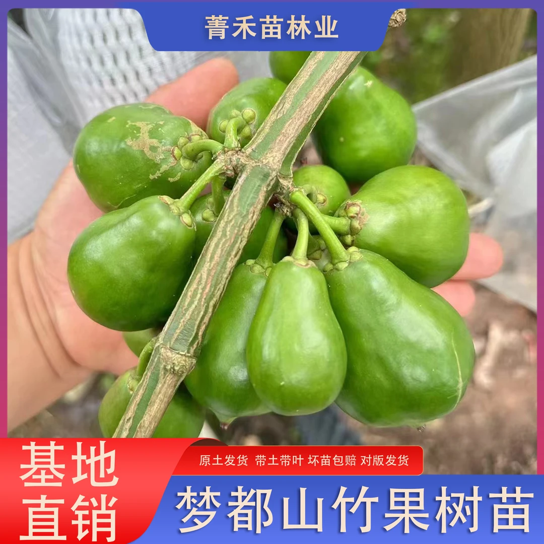 梦都山竹金都金蜜果树苗