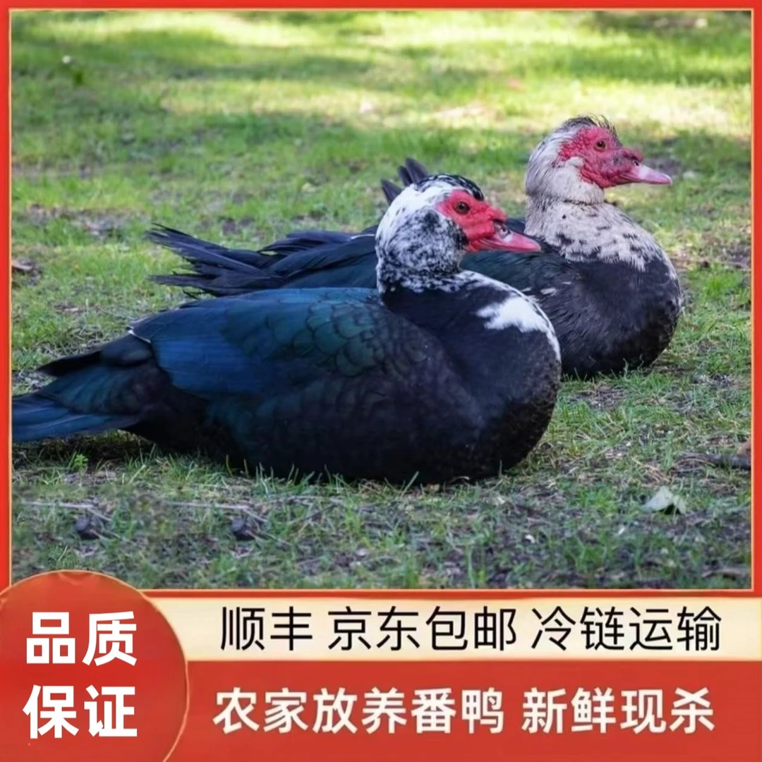 【生态农场】农家散养番鸭 2只净重共8-9斤 冷链包邮