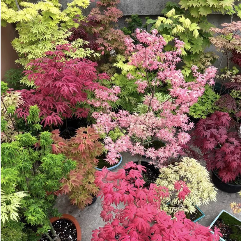 彩叶枫树【一物一拍】日本红舞姬山红叶流泉中国红庭院绿化苗景观