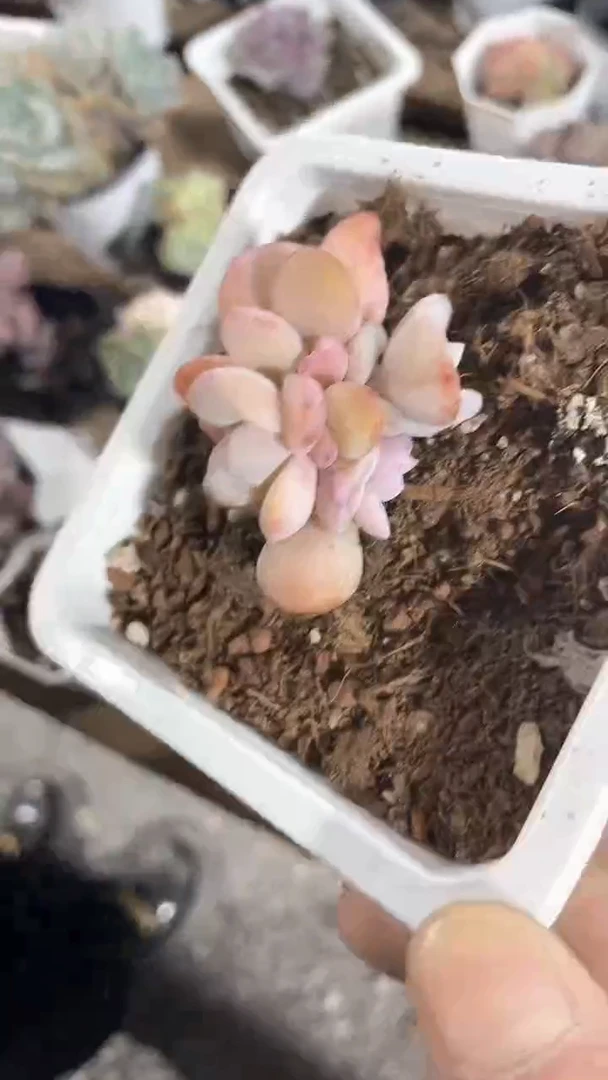 【闪购商品】807多肉