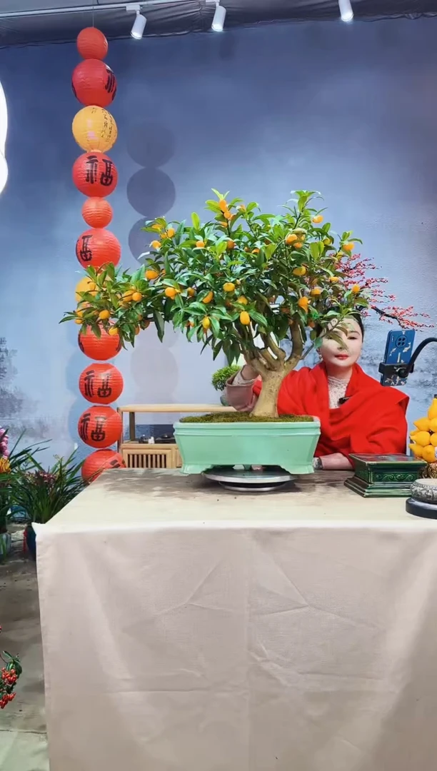 【闪购商品】盆景脆皮金桔