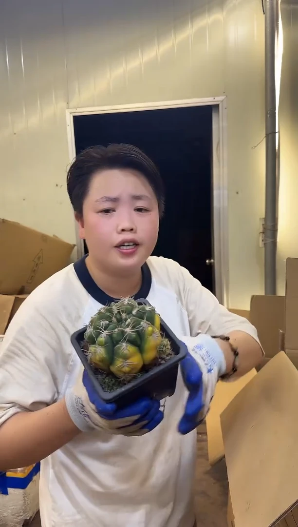 海王锦1颗25 (底部干疤)