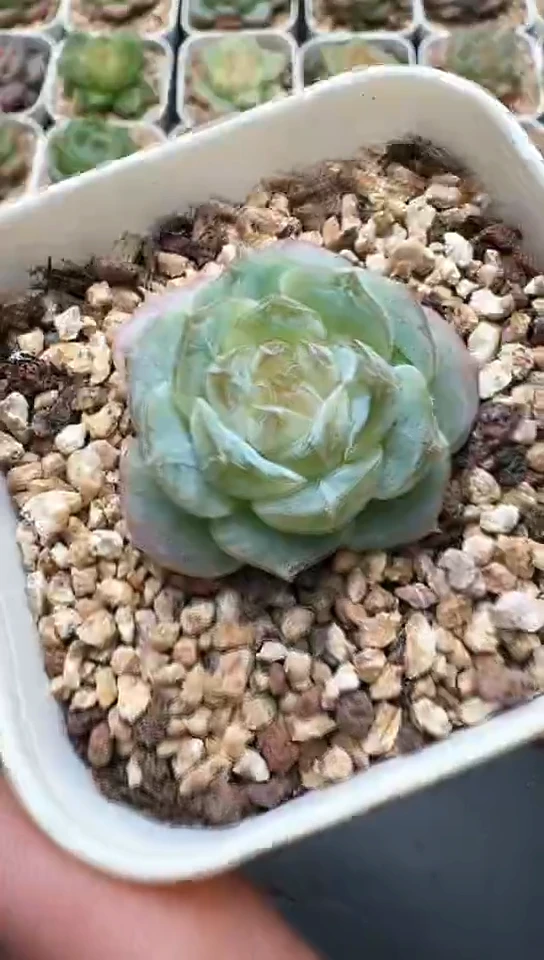 933F云禹多肉植物 默认脱土纸巾打包 3颗包邮
