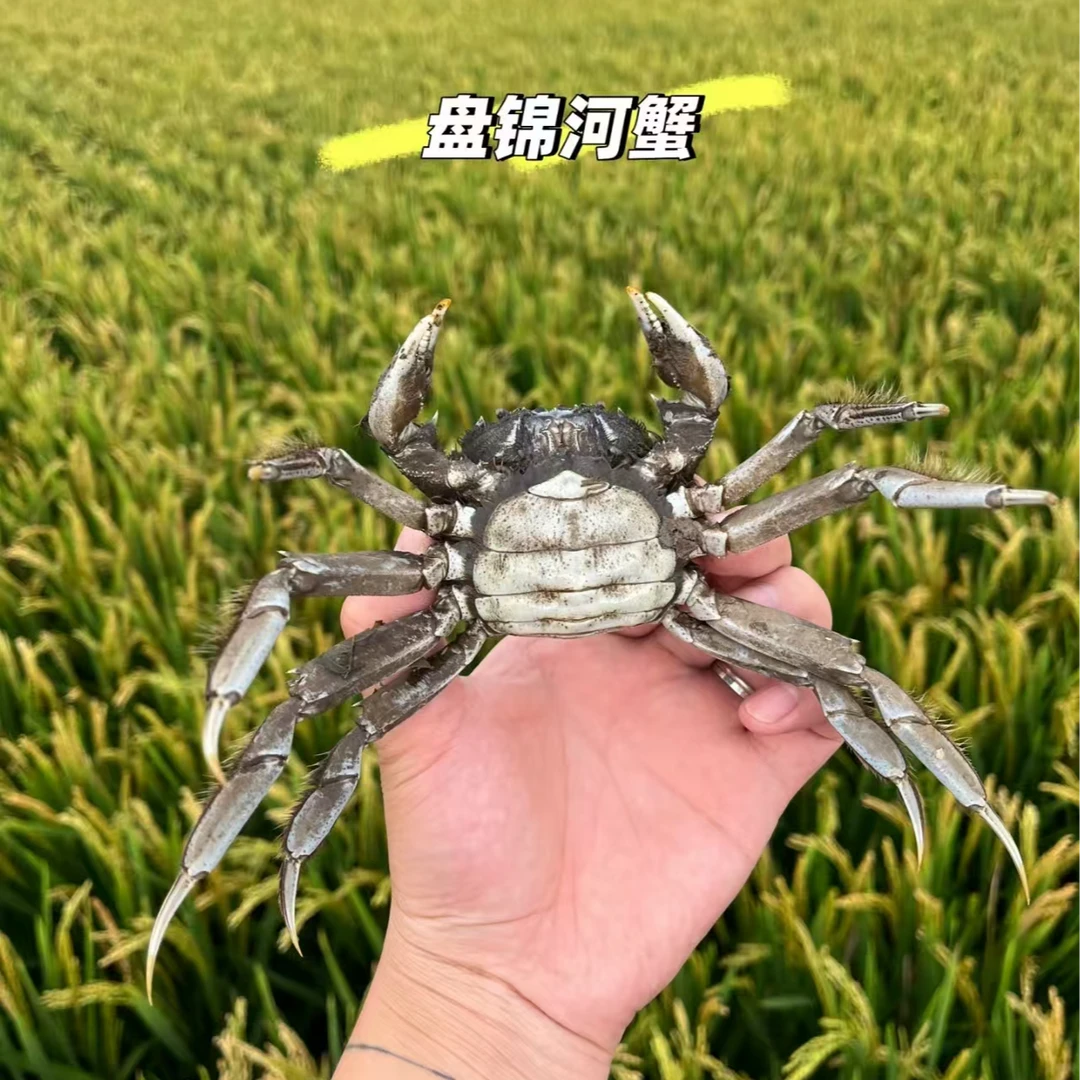 金钻/严选/盘锦/稻田蟹/母蟹子/1两-1.3两/每只