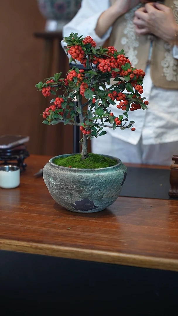全部花朵火棘盆景盆景盆景