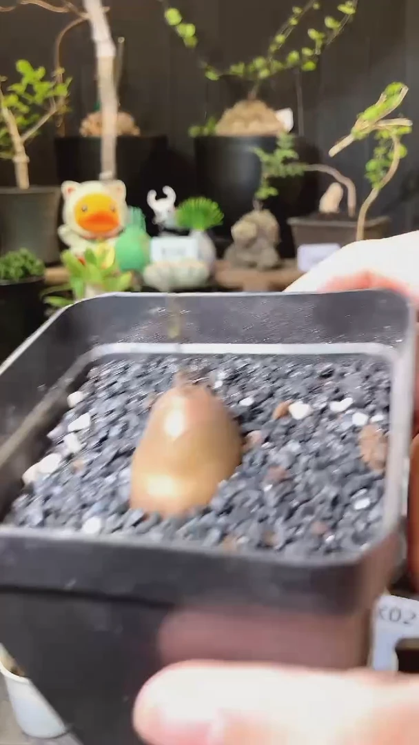 量拍福利半球龟甲龙宝宝带盆