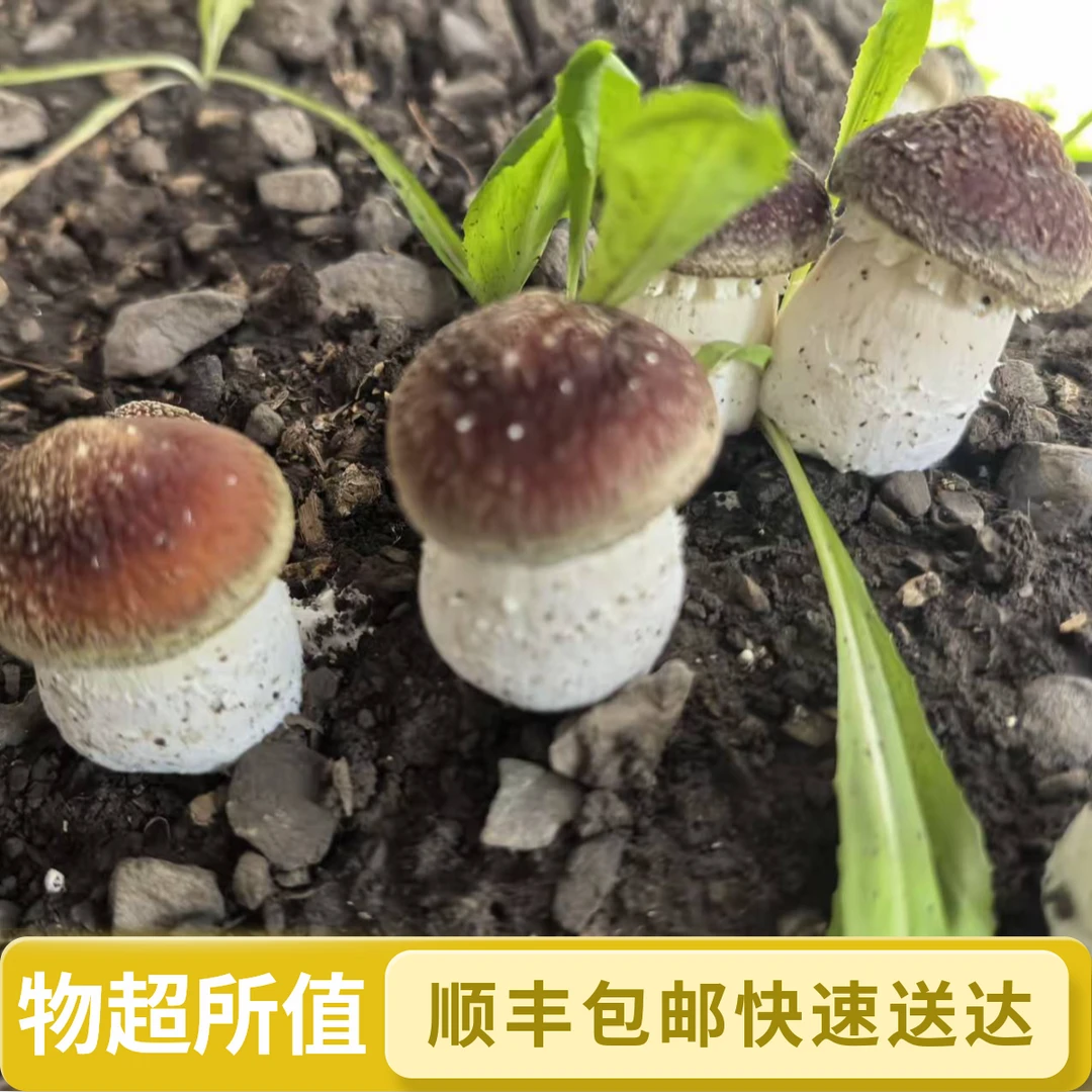 雪域高原赤松茸新鲜食用菌 顺丰包邮 可炒可煮可煲汤的素食食材