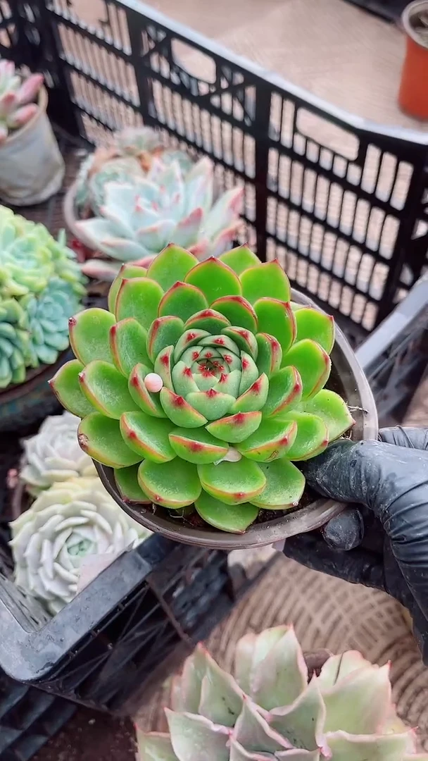 ?*青多肉植物一物一拍08084