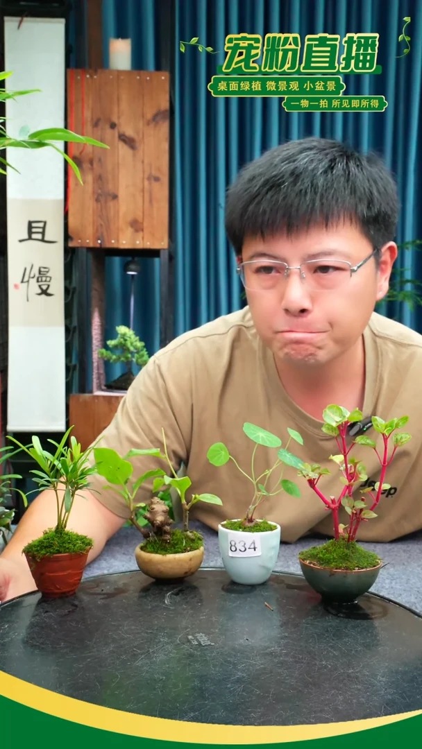 无花朵糖***圆苔藓微景观834号