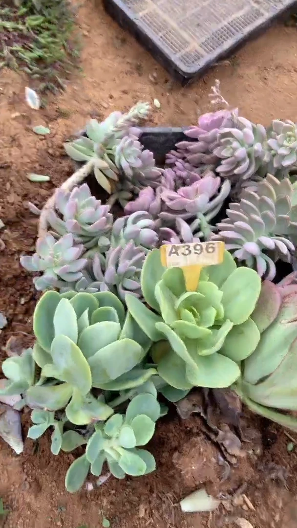 A396闪购清风花木兰多肉组合脱土发货
