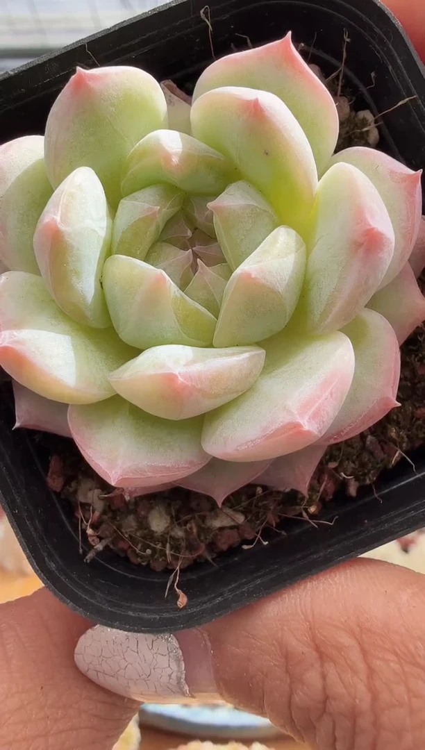 东云多肉园新款-206