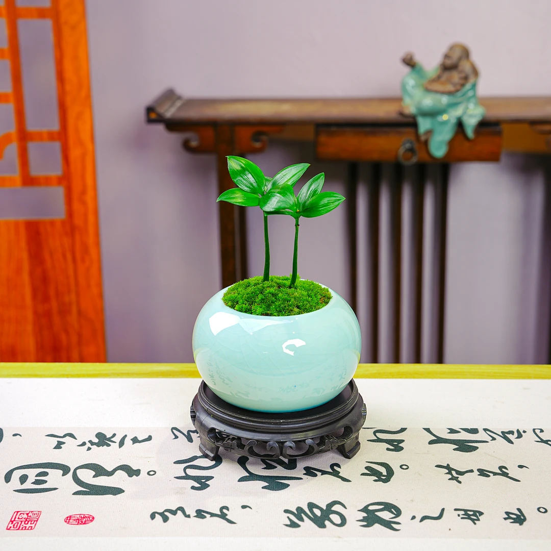 （四叶草）桌面绿植盆栽四季好养花卉书桌茶桌办公室创意盆景绿植花