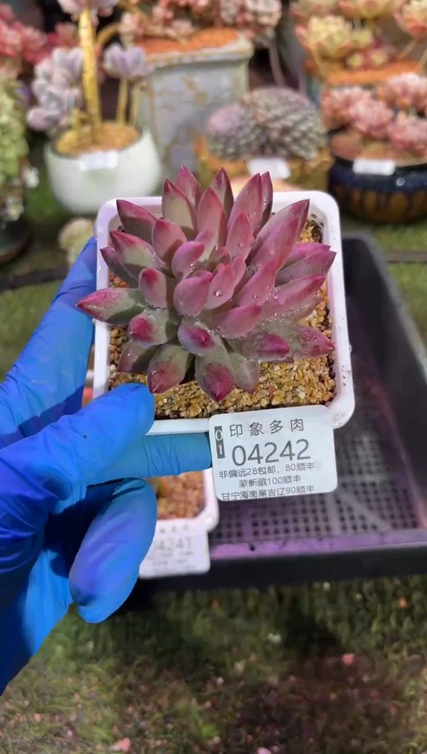 【闪购商品】04242