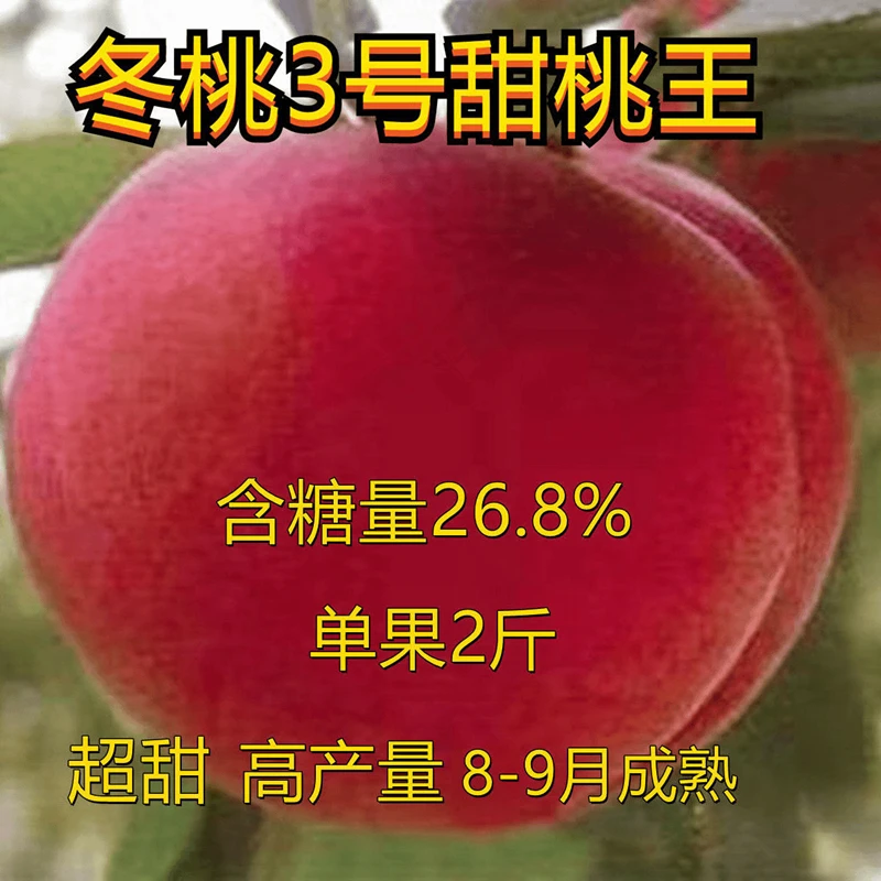嫁接冬桃三号甜桃王高产新品种桃树苗盆栽地栽南北方种植当年结果