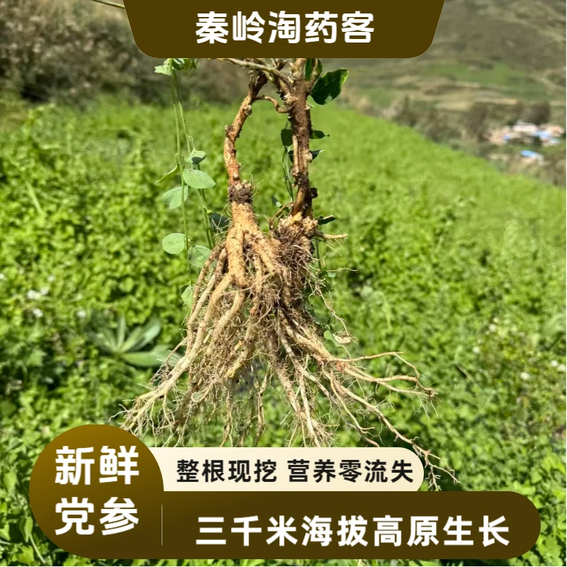 甘肃当季新鲜党参现挖现发农家自种整根白条党无任何添加鲜货直发