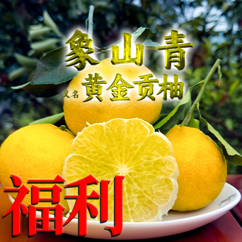 【福利】黄金贡柚象山青农家果略带花皮正宗贡柚产地直发小柚子