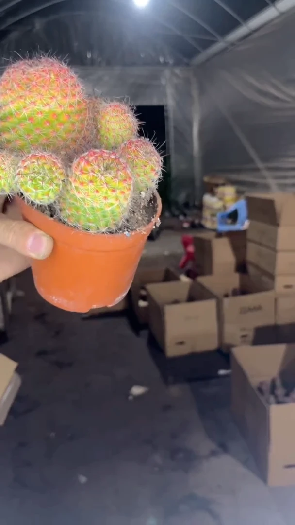 多头 红娜丸【带根】