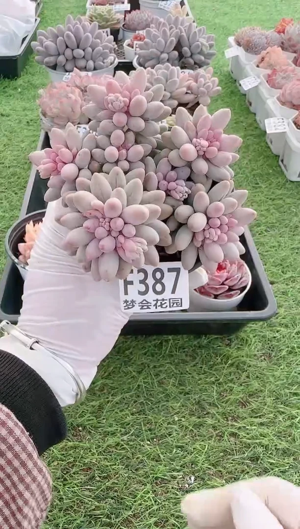 【闪购商品】梦会多肉一物一拍