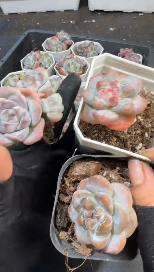 39号到手1框-一物一拍