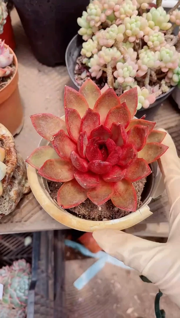 17299多肉植物一物一拍