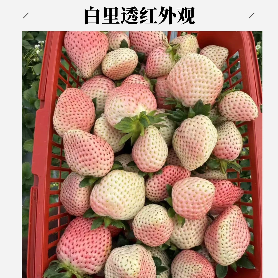 「粉玉草莓」当天现摘