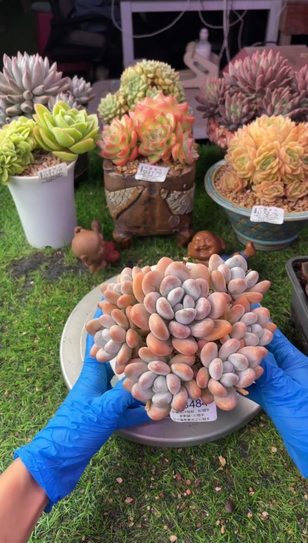 昆明印象多肉03484