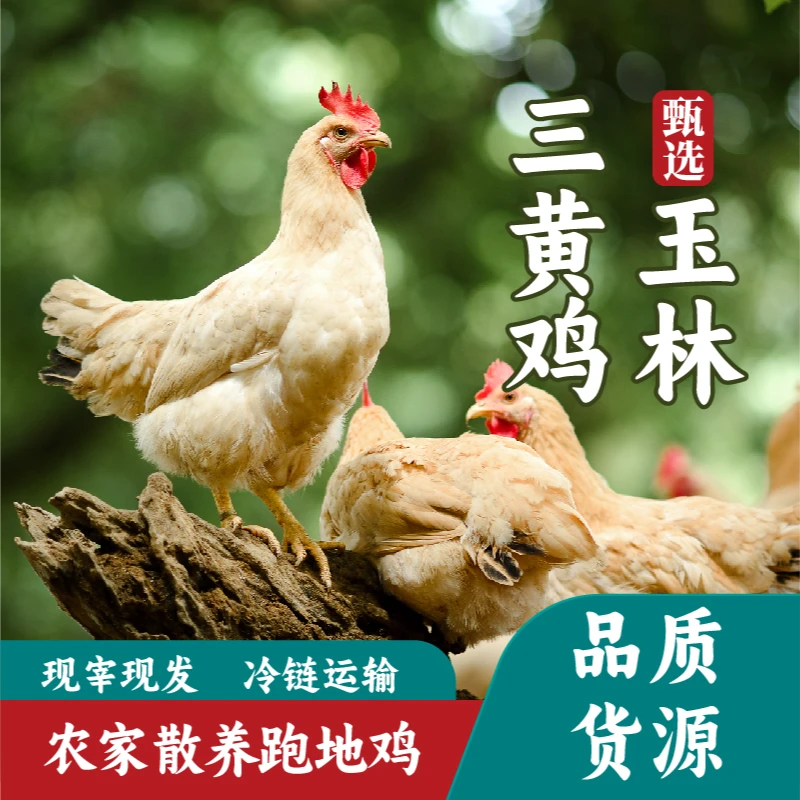 【友至】放养土鸡 150天1050克以上野外散养母鸡当日现宰现发 含不带内脏 新鲜正宗 顺丰冷链抖音小黑鸡