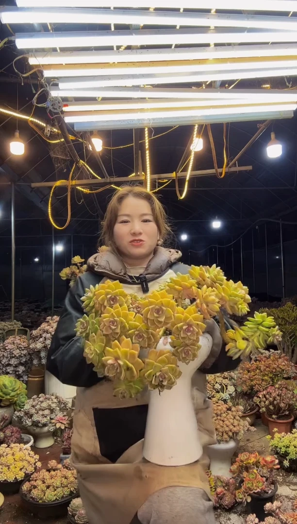 【闪购商品】淡雪朵朵缀脱土包邮