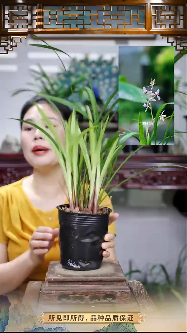花仙子原盆发