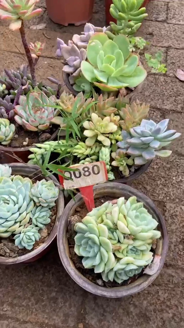 Q080多肉组合默认脱土发货