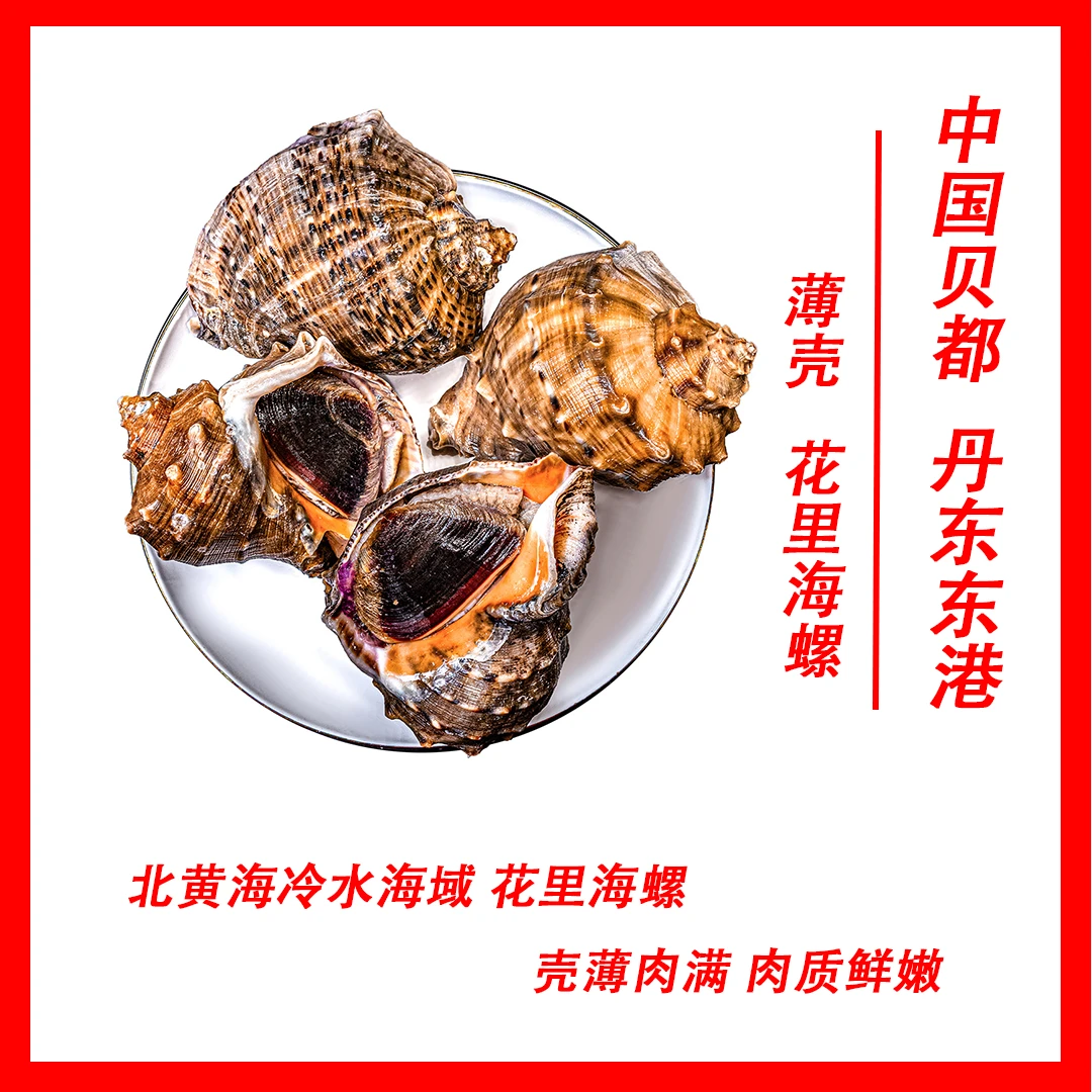丹东东港薄壳花里海螺 壳薄肉满 口感鲜嫩 鲜活到家 原产地发货