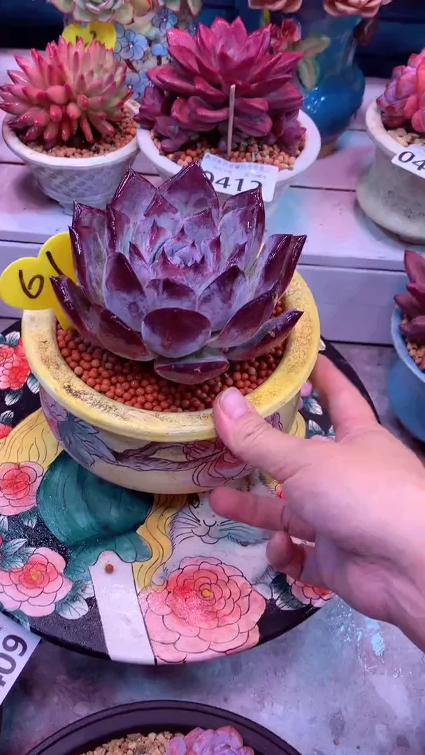 61号 模特区 黑卡