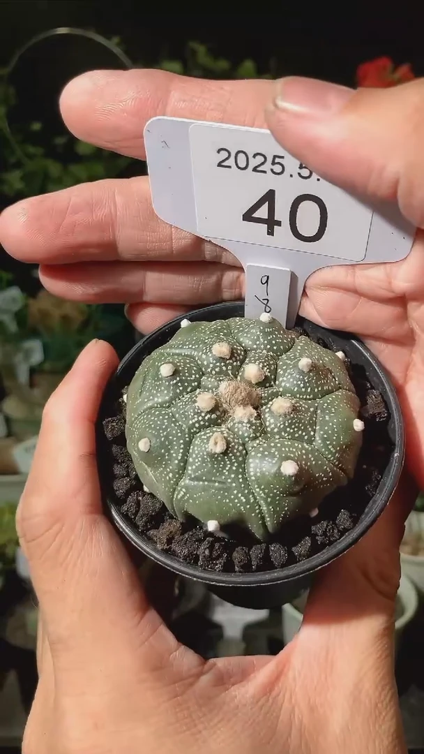 40号5.31福利实生兜