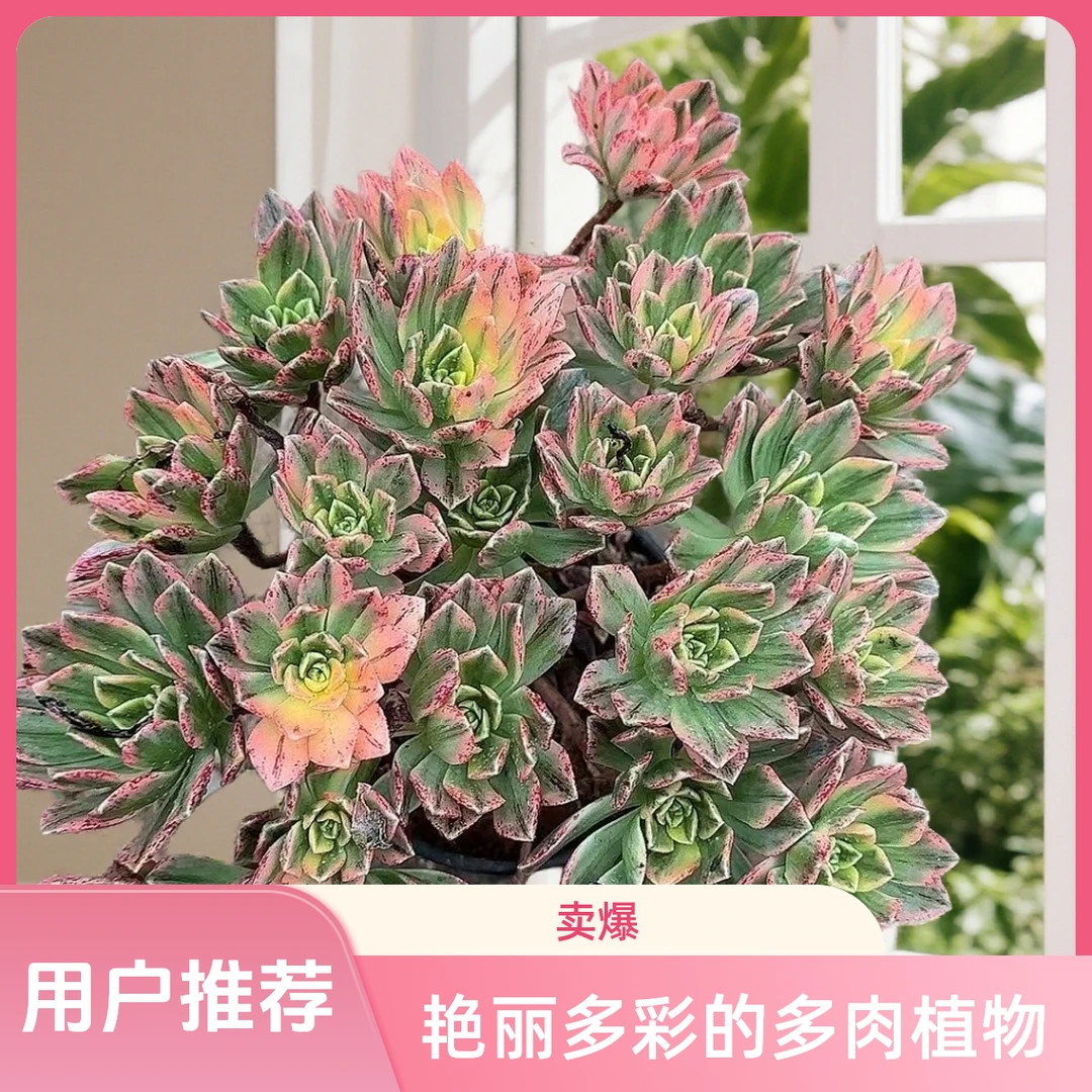 甜茶法师带盆   小谢多肉多肉植物庭院空气耐旱上盆种植固定