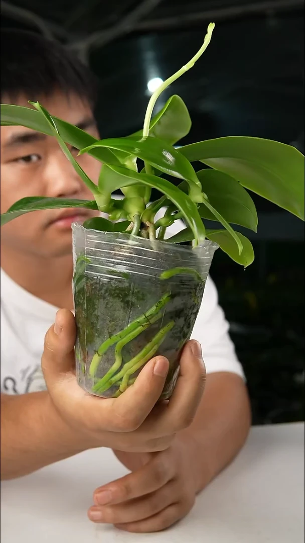 当前无花朵，栽培后可花朵黄色安纹 （3.0）抽梗 2侧苗 轻微叶瑕