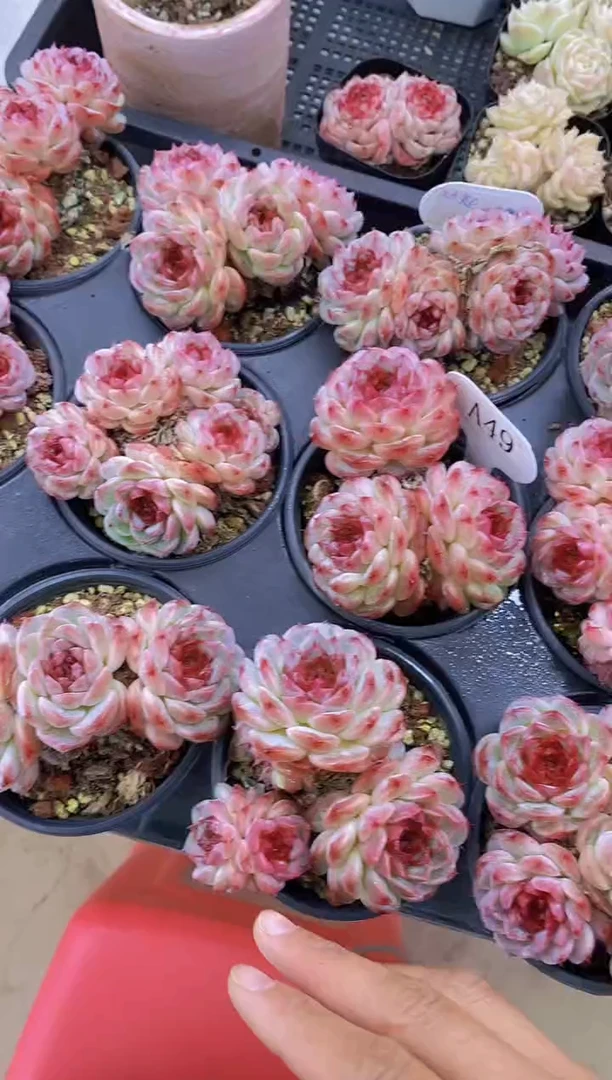 【闪购商品】A49-天鹅绒老桩群不包整（量拍）