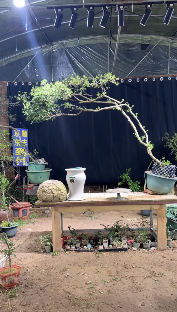 当前无花朵，栽培后可花朵进*海岛栀子花
