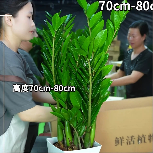 【基地直发】70-80cm金钱树盆栽客厅办公室净化空气四季常青绿植