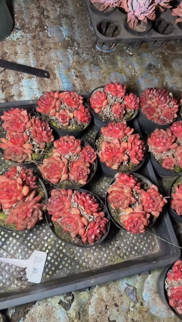 120#3-4头黑蛋不包整（10-12cm）带土球